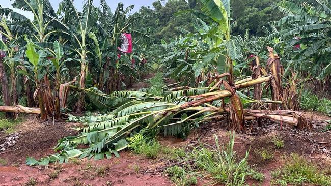 Thousands of banana trees have been destroyed by Cyclone Jasper at Ausgrow's banana farm near Innisfail.