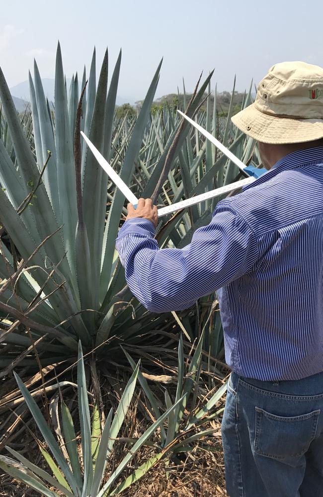 Agave shortage threatens Mexico’s tequila industry