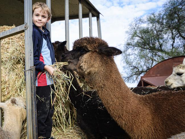 Alpaca farm open day to celebrate curious creatures