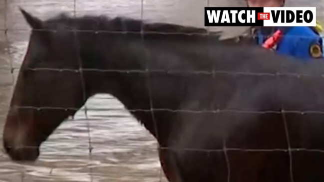 NSW SES rescue a horse from floodwaters in Sydney (7NEWS)