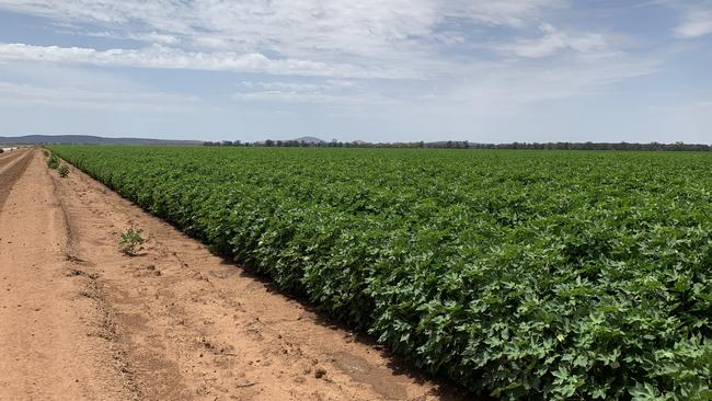 Jemalong Station is for sale on its own and does not include the nearby Jemalong Citrus.