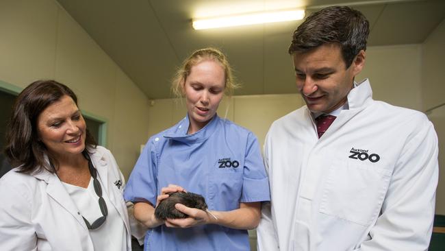 Jenny Morrison and Ms Ardern’s partner, Clarke Gayford, with birdkeeper Erin Grierson and a baby kiwi at Auckland Zoo. Picture: AAP