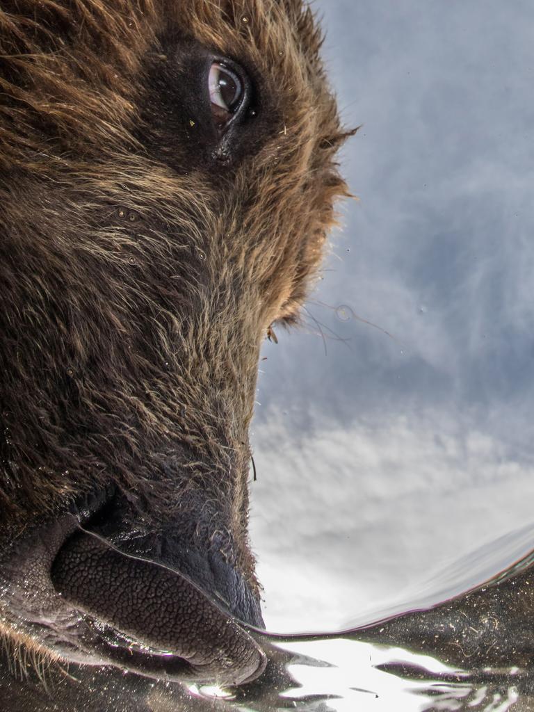 Underwater Photographer of the Year 2018. RUNNER UP Category 5. Portrait Credit name: Mike Korostelev/UPY 2018 Nationality: Russian Federation Image caption: The nose. Country taken: Russia Location: Ozernaya river, Kamchatka, Russia “The picture was taken in Kuril Lake – the place with the highest concentration of bears on our planet. The bears here are not hungry (due to the annual mass spawning of sockeye salmon) so they get used to people and do not feel danger from them.”