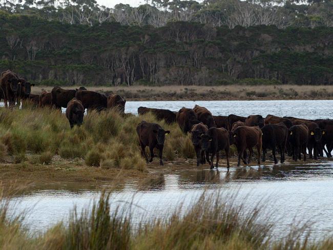 Robbins Island is currently used to graze Wagyu cattle.