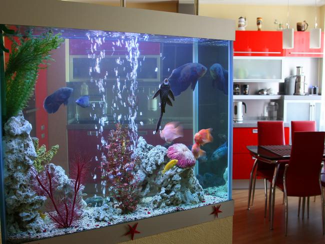 An aquarium adds life and colour to your indoor space.