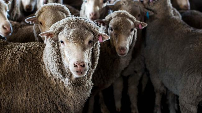 Sheep at Achill Farm, Armidale, NSW, owned by Ermenegildo Zegna.