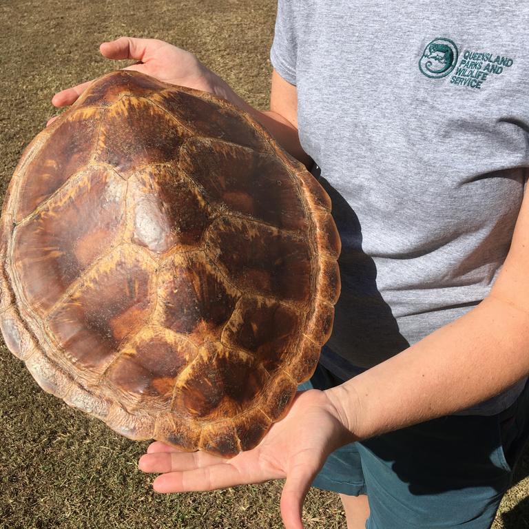 The Department Of Environment And Science Takes Possession Of Turtle ...