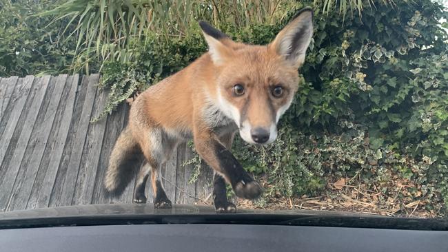 The fox jumped on the bonnet and climbed the windscreen. Picture: Maria Borowski