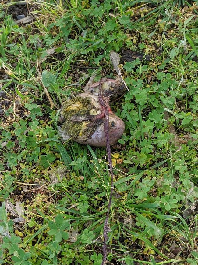 Meat found at a Woodcroft Park in yet another suspected dog baiting case. Picture: Rachelle Askew