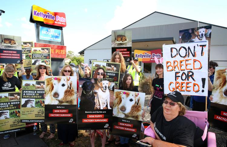 Protest at Kellyville Pets over puppy farm Daily Telegraph