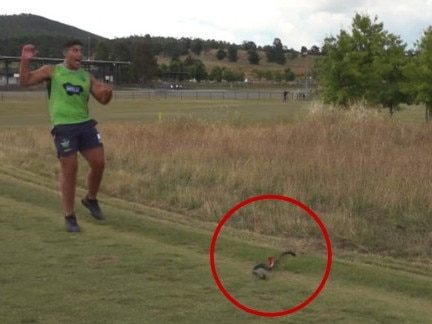 Canberra Raiders epic snake prank