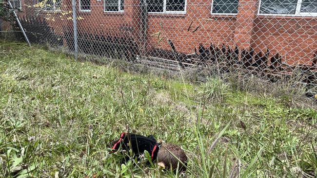 A baby doll was lying on the grass in front of an abandoned school building which caught on fire in Hay St, Box Hill South on May 15, 2022. Picture: Kiel Egging.