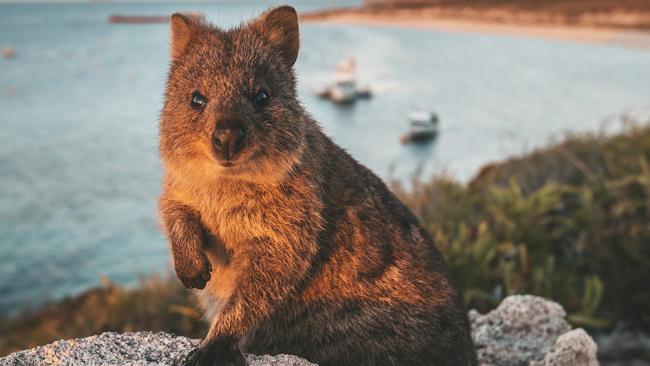 Quokka (Setonix brachyurus) on Rottnest Island.Photo -  Tourism WAEscape 17 Sept 2023hot list