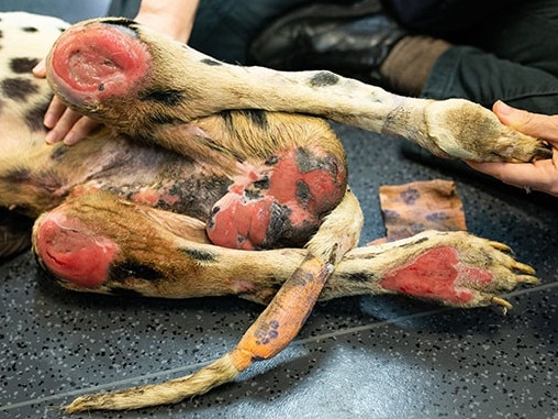 Photos of injuries to Barry the paralysed Dalmation's legs. He was among 37 animals seized from the Storybook Farm-Sacred Animal Farm by the RSPCA on March 20. Barry was euthanised by RSPCA vets. Picture: RSPCA Qld.