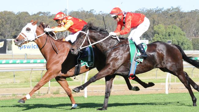 Hatch is set to run Writtle (left) at Eagle Farm on Saturday. Picture: Claire Power