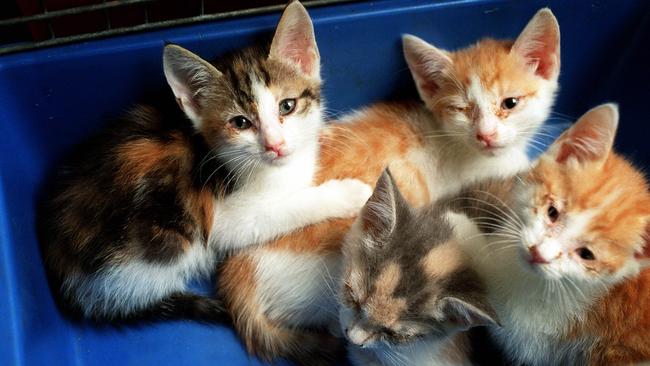 Plenty of cats and kittens will be available for adoption as part of the drive.