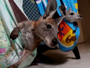 Helen's roo-beaut love affair | The Cairns Post, image size:316x237