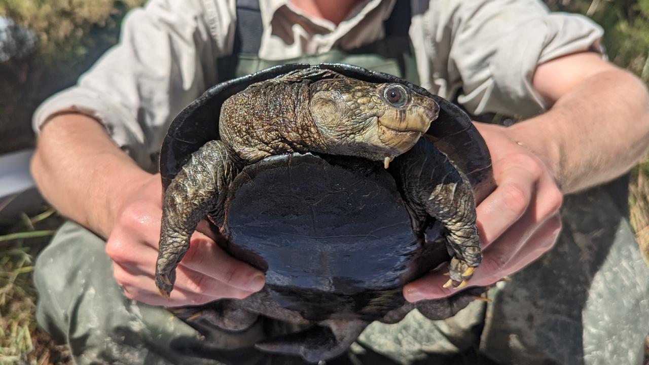 White-throated snapping turtles discovered in Baffle Creek | The ...