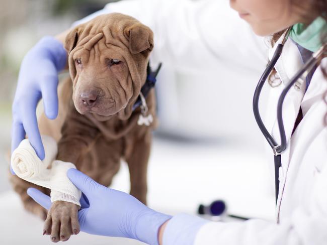 Vet bills can be expensive and owners should be prepared for emergencies. Picture: iStock