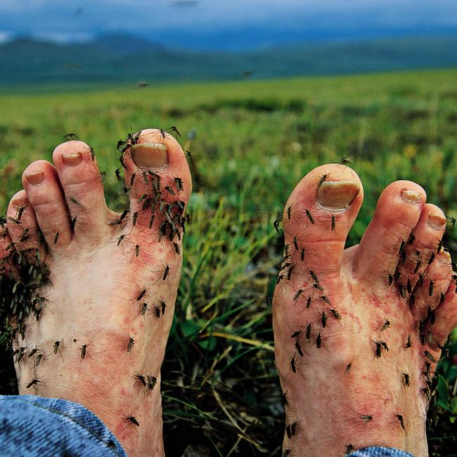 Mosquitoes swarm the photographer’s exposed feet on Alaska’s North Slope. Picture: @joelsartore/National Geographic