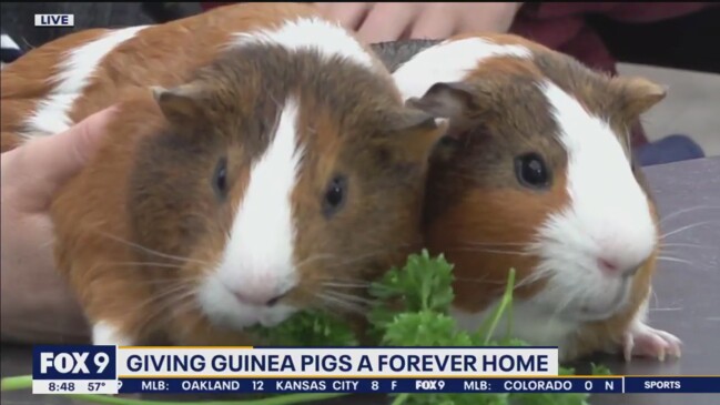 The Guinea Pigs that are also social media stars