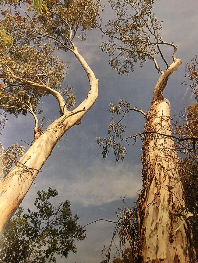 The trees shortly after being pruned. Source: ERD Court