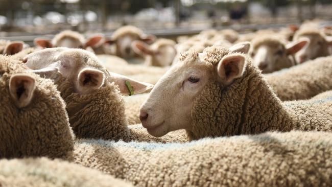 Push up: There was a big surge in numbers this week, with most saleyards reporting cheaper rates over tradeweight lambs. Picture: Dannika Bonser