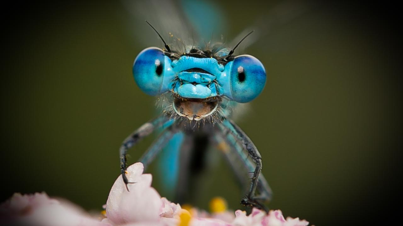 A dragonfly looks to be smiling as it sits on a flower in the early morning. The photograph is called “Don’t worry. Be happy!” and was taken by Alex Bocker in Hemer, Germany. Picture Alex Bocker/Comedywildlifephoto.com