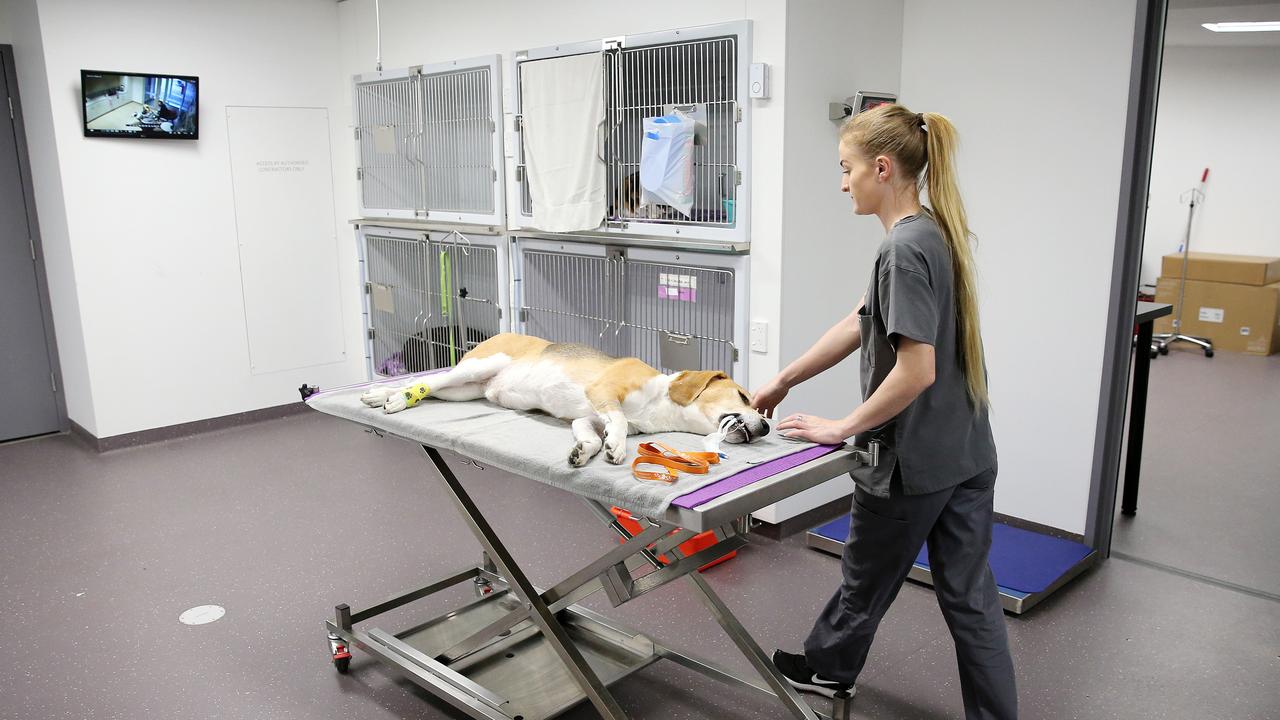 Clubber heads to recovery. Because radiation is so precise and targeted and requires anaesthetic, it takes longer. It is used to treat cancers, curing some patients or improving their quality of life until it’s their time. Picture: Tim Hunter.