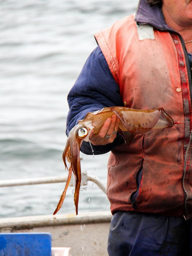 A fisherman holding a freshly caught southern calamari on Tasmania's East Coast, near Coles Bay. Picture: LINDA SMITH