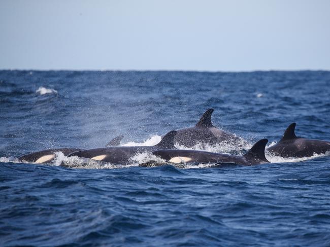 A pod of Orcas were spotted off the coast of Sydney today,  about 8 kilometers out from Curl Curl Beach. They were heading north possibly following a pod of humpback whales with a calf. Picture: Whale Watching Sydney/ Ted Lamb