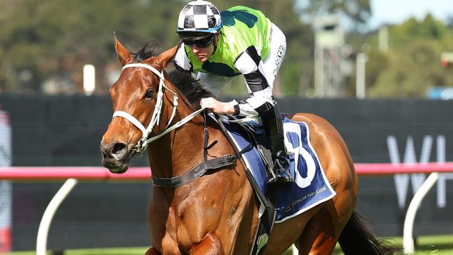 Zougotcha was sold as a breeding proposition to Coolmore today for a whopping $5.25 million. Picture: Jeremy Ng / Getty Images