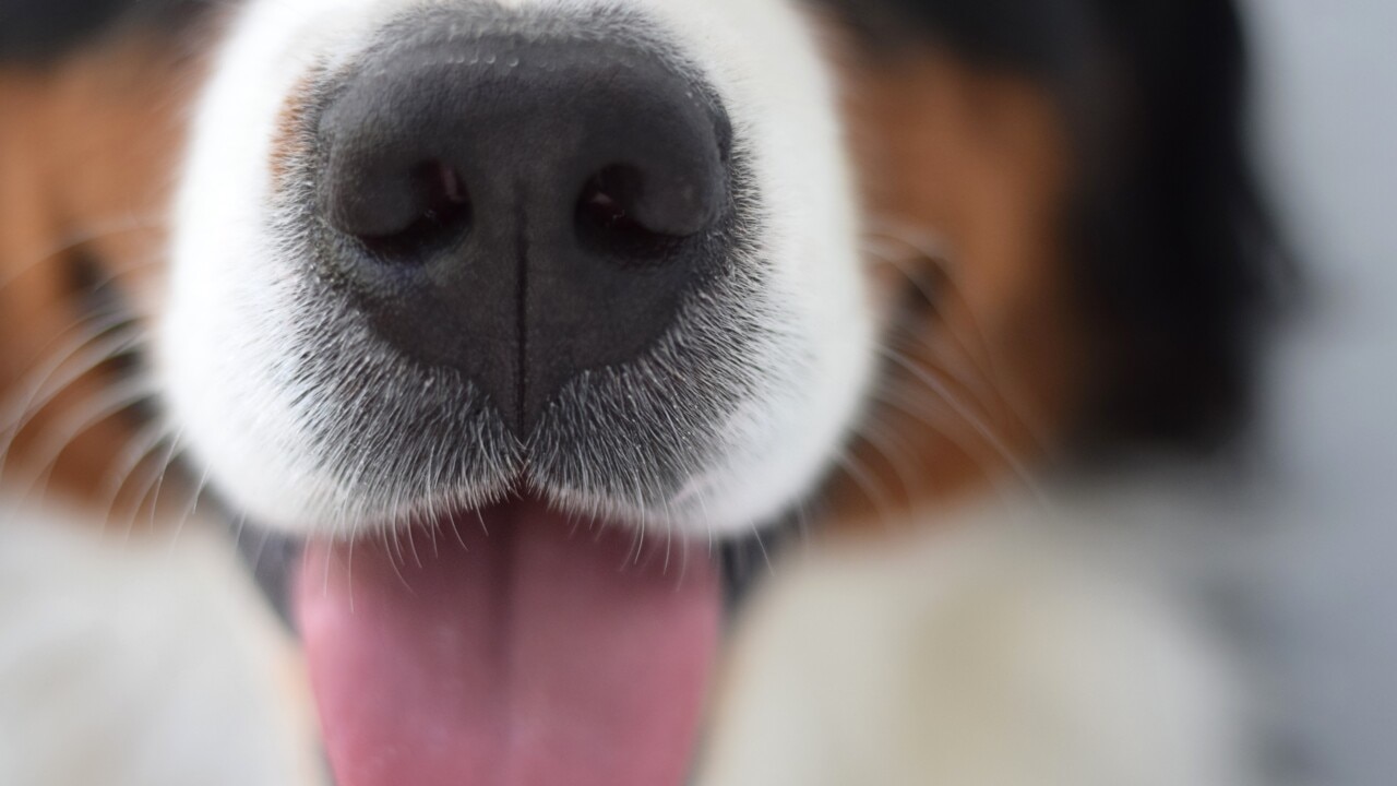 Dog rescued from New South Wales floodwaters
