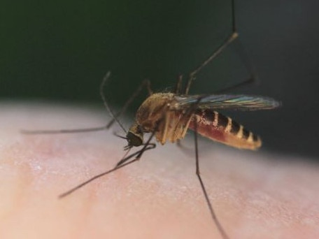 Why mozzies bite some and not others