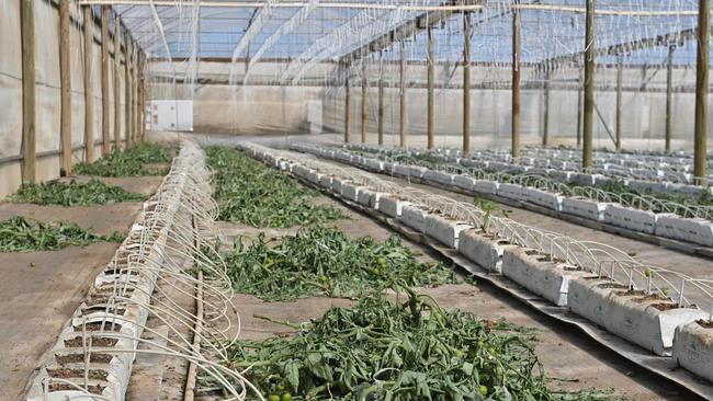 Gawler River Tomatoes ripped out its crop after being quarantined by the state government. Picture: Keryn Stevens