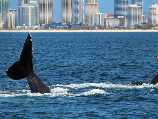 A mother and calf pictured off the Gold Coast. Picture:David Robertson/ Sea World Whale Watch