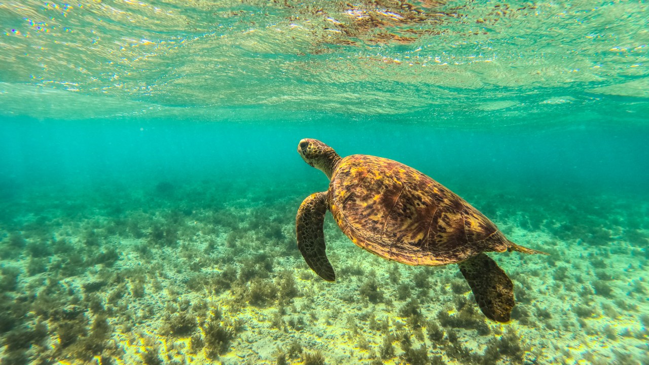 Western Australia’s hidden beaches have turtles, camping | escape.com.au