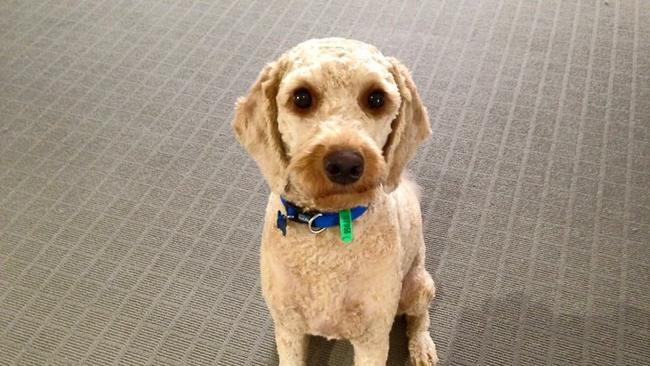 Taya and Tim Tracey from Wangaratta sent in this picture of their labradoodle Sam. They described Sam as “lovable but slightly neurotic”.