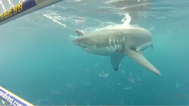 Shark cage diving at Port Lincoln