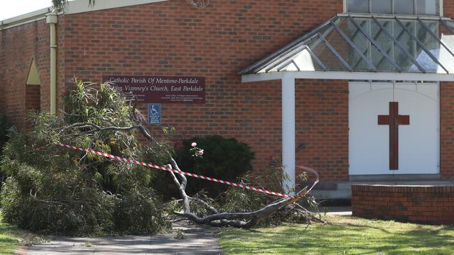 The tree will be inspected by an arborist. Picture: Alex Coppel.