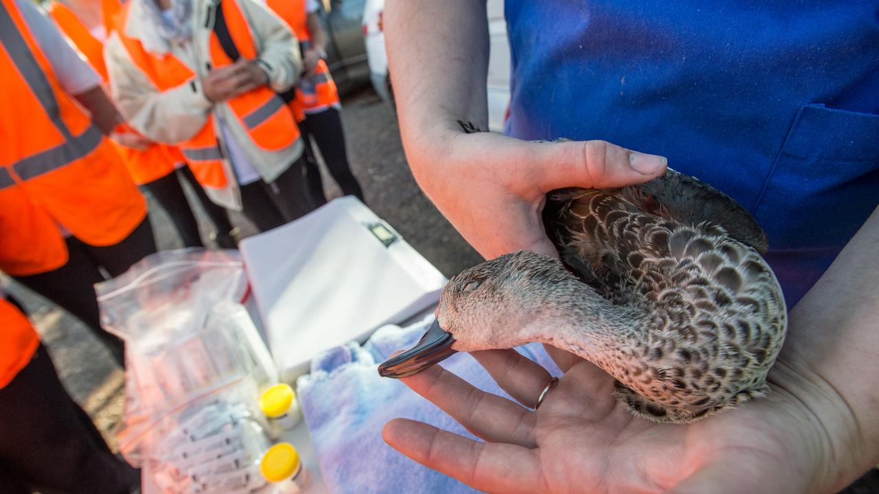 Duck hunting remains legal in Victoria despite changes in other states. Picture: Jo-Anne McArthur/We Animals