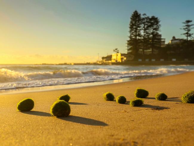 Green balls wash up on Dee Why Beach again. Picture: surfphotosofyou.com.au