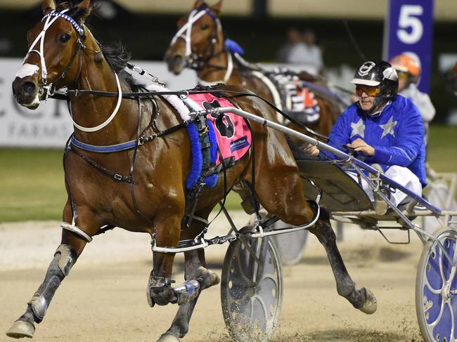 Victorian owned Self Assured is set to sizzle in the Ballarat Cup. Picture: Peter Rubery