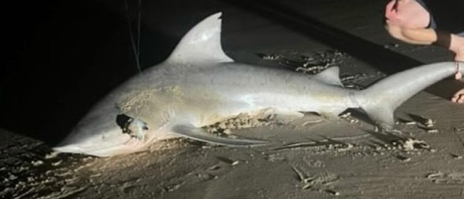 Multiple sightings of sharks have been reported after a bull shark was hooked and released at the Maroochydore river mouth. Photo: Dorsal Watch.