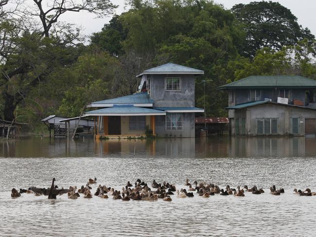 A group of ducks swim in floodwaters brought about by Typhoon Mangkhut. Picture: AP