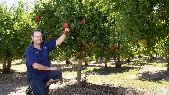 General manager and co-founder of PomLife pomegranate growers Australia, Joshua Reuveni, in the Goulburn Valley. Picture: ANDY ROGERS