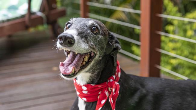 Emotional rescue: Molly the greyhound is adopted. Picture: Mark Cranitch.