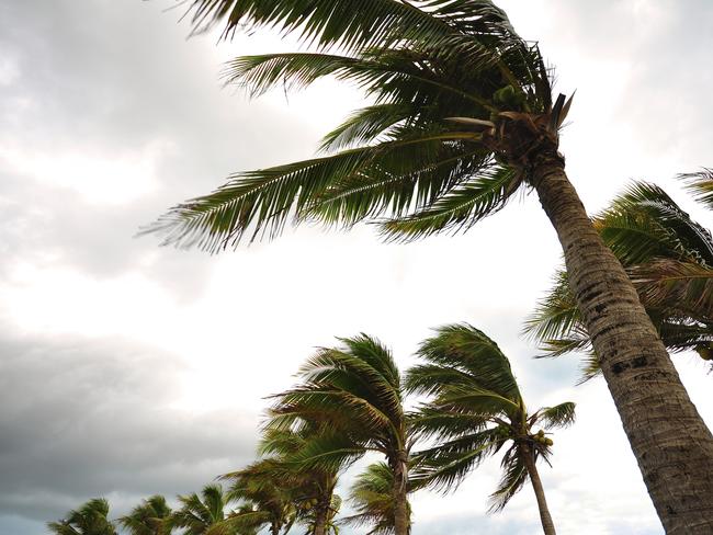 Photo of palm trees blowing in the wind for 2016 Cairns Region Storm and Cyclone Guide. Source: iStock.