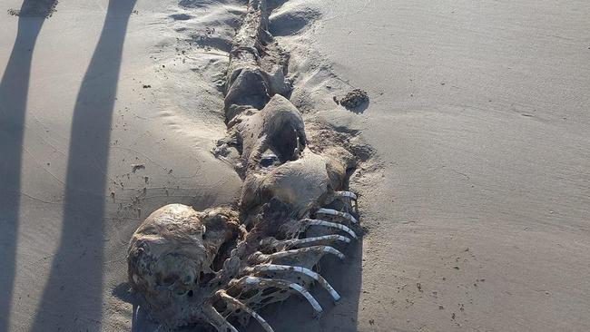 A terrifying alien-like creature was found washed up on a Queensland beach. Picture: Supplied