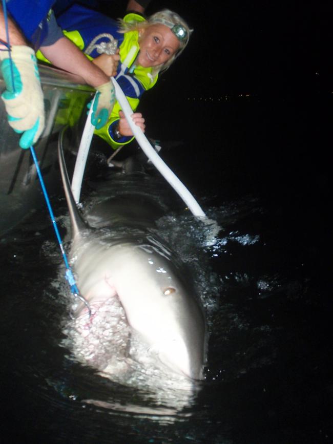 Dr Amy Smoothey tagging a bull shark in Sydney Harbour. Picture: Department of Primary Industries